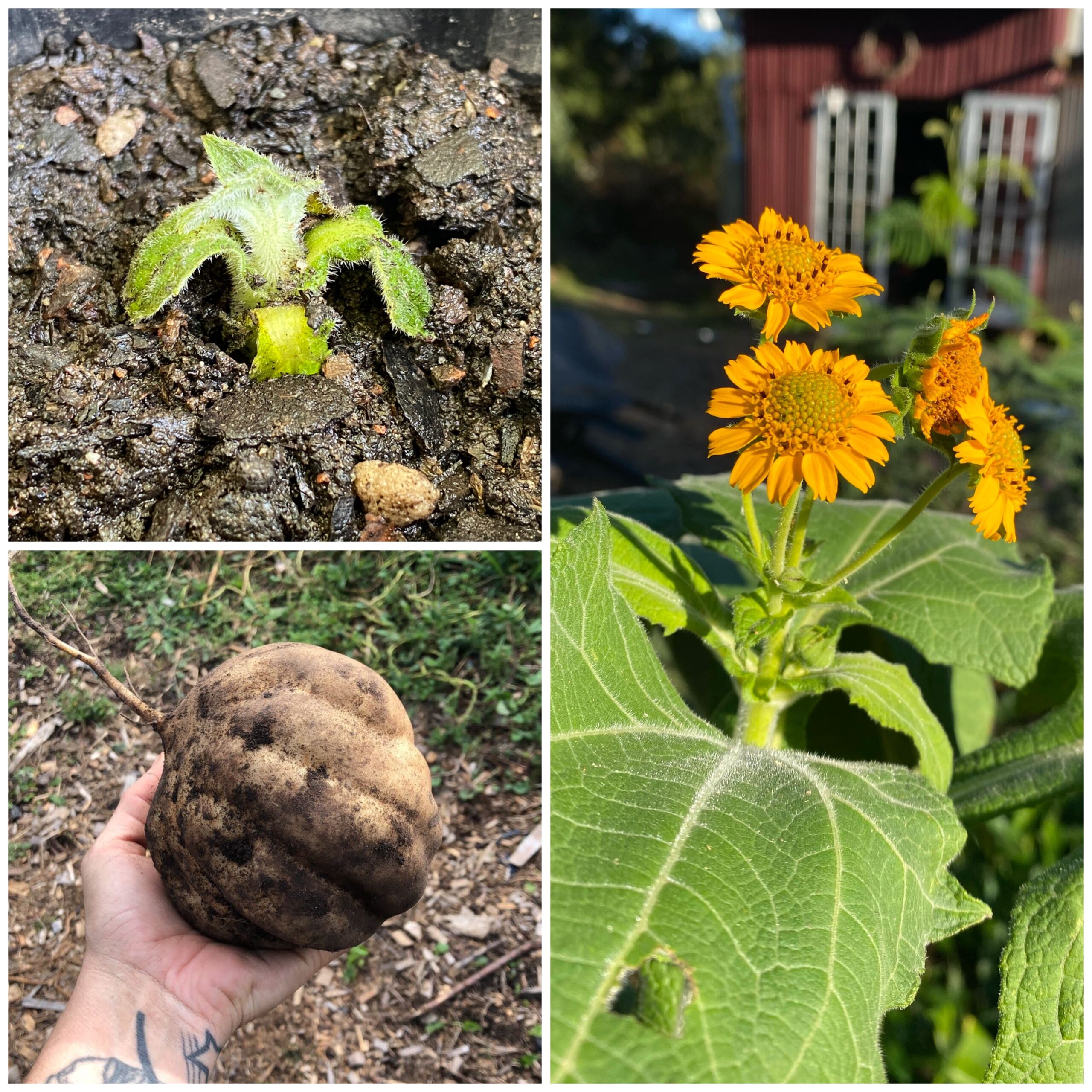 Yacon Planting Tubers